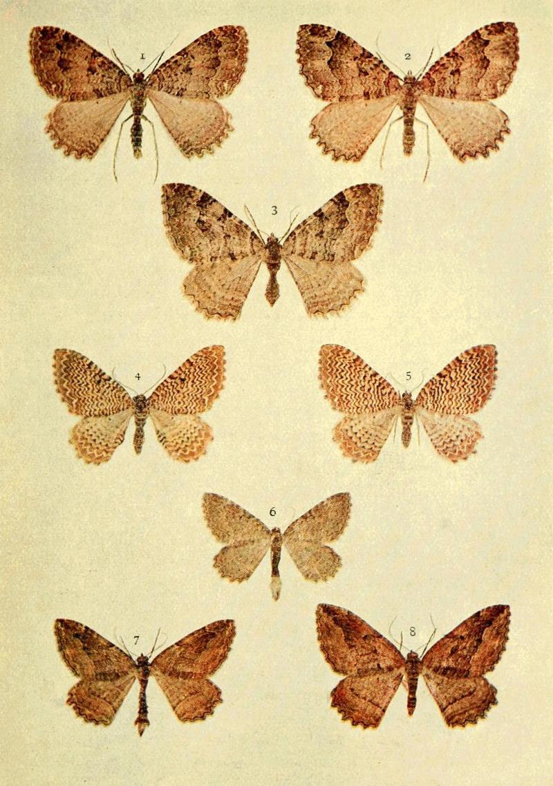 Moths of the British Isles Series2 Plate060