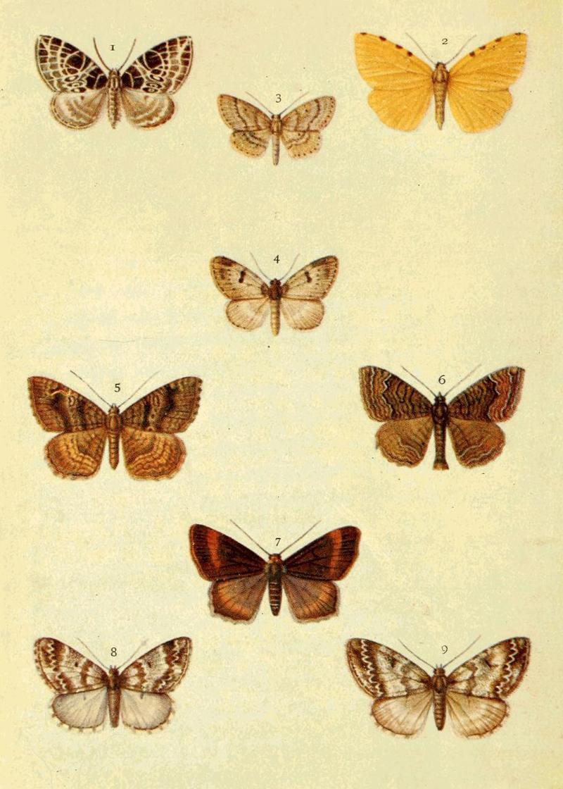 Moths of the British Isles Series2 Plate061