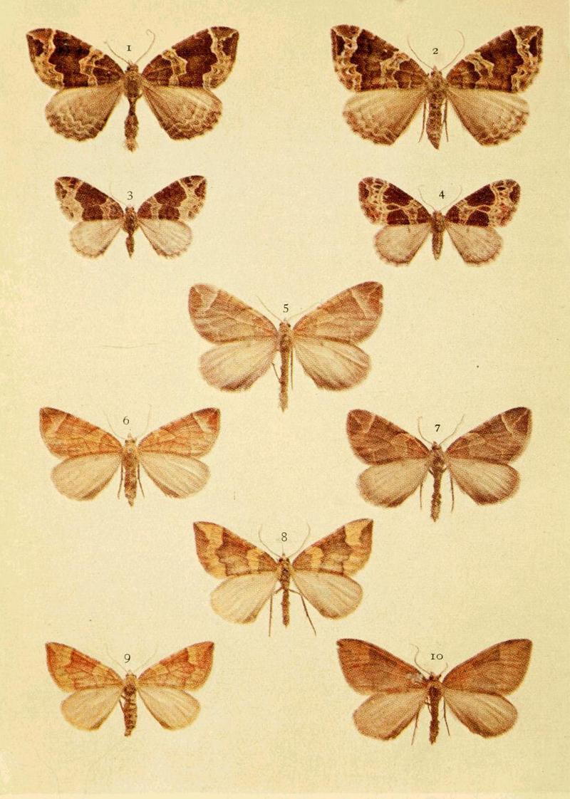 Moths of the British Isles Series2 Plate063