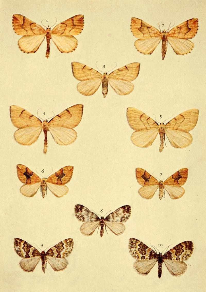 Moths of the British Isles Series2 Plate065