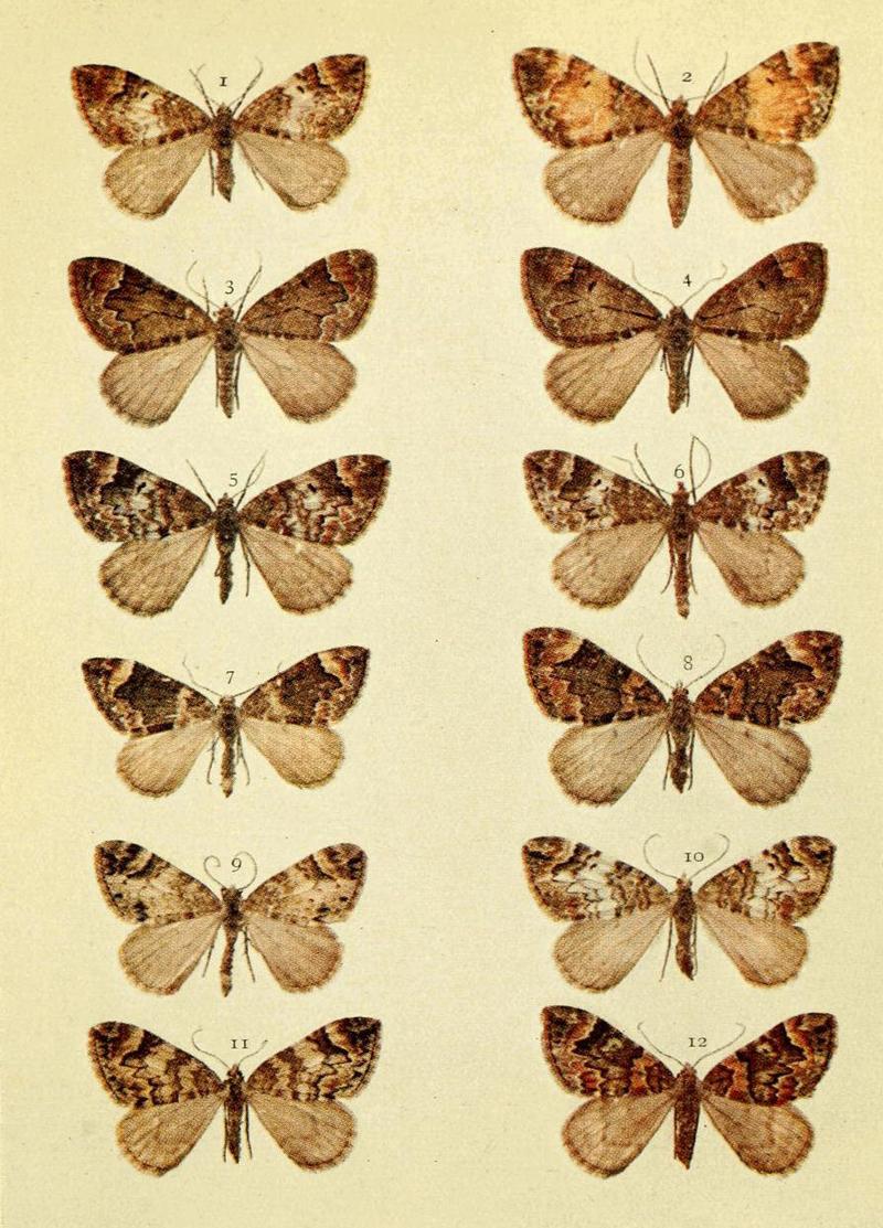 Moths of the British Isles Series2 Plate066