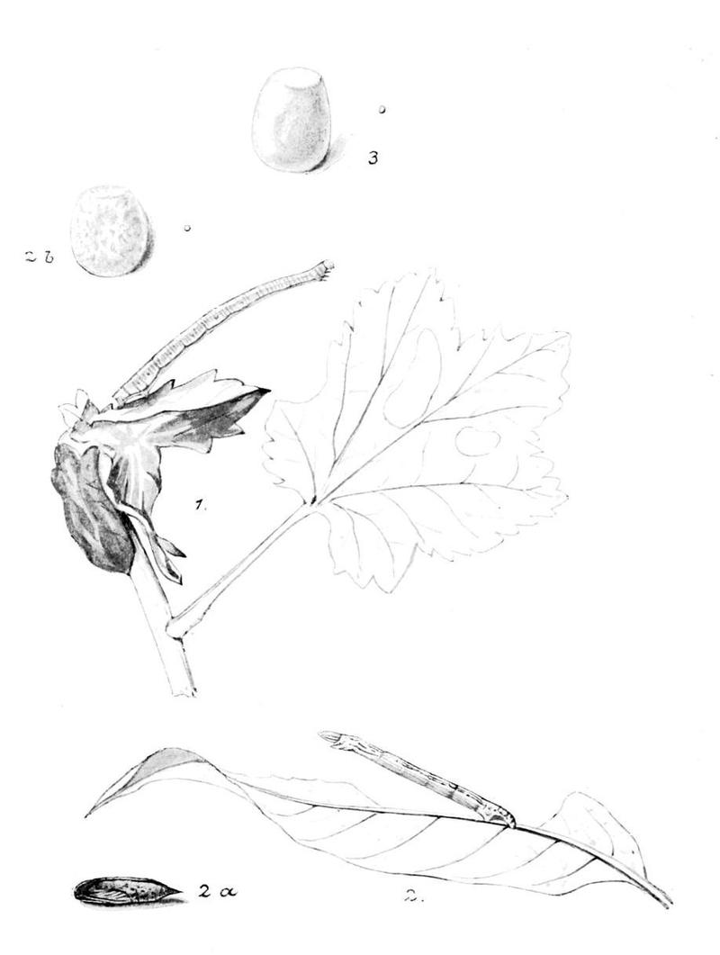 Moths of the British Isles Series2 Plate067
