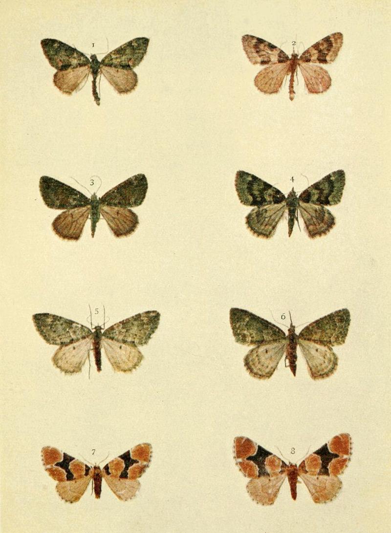 Moths of the British Isles Series2 Plate068