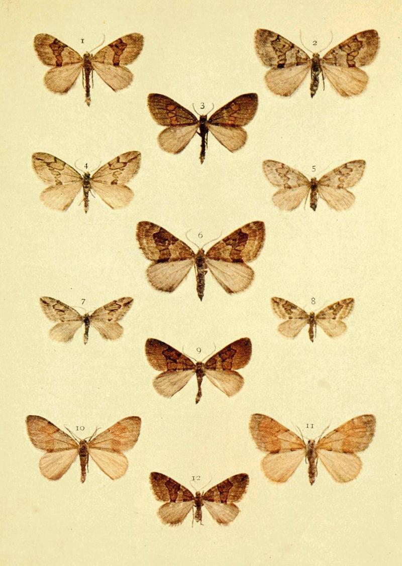 Moths of the British Isles Series2 Plate070