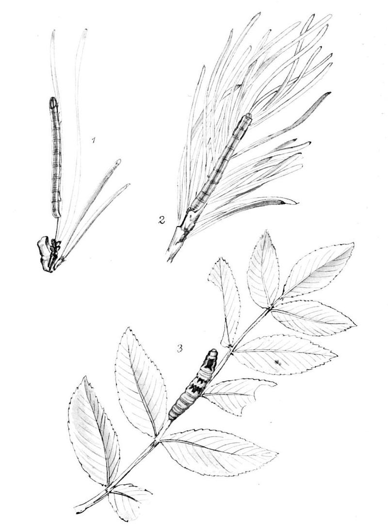 Moths of the British Isles Series2 Plate071
