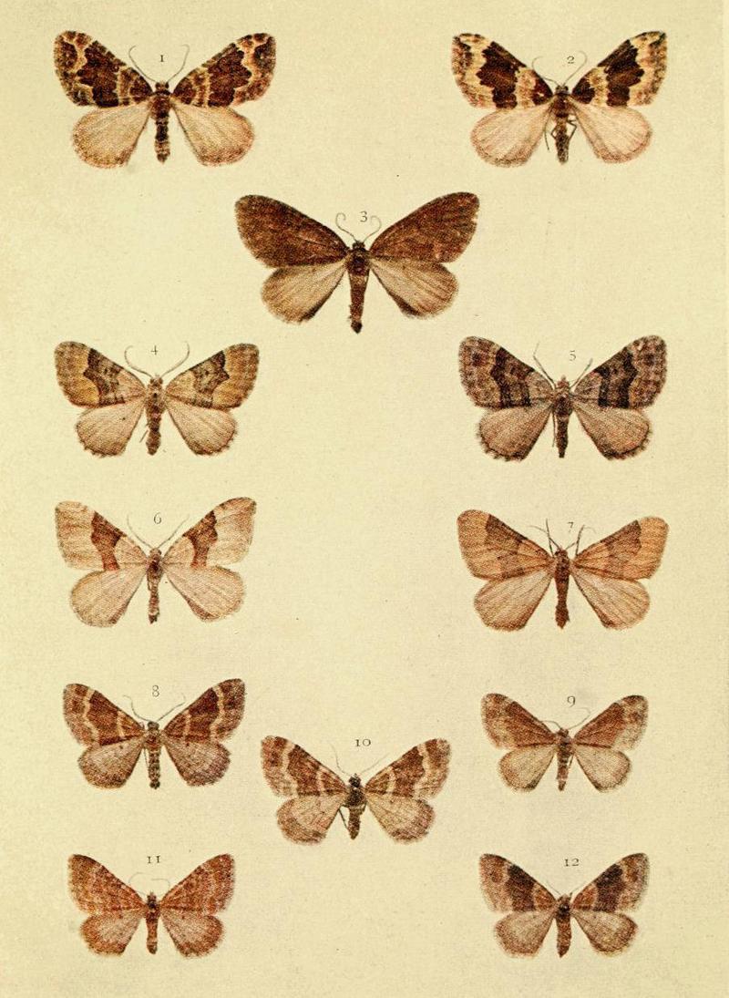 Moths of the British Isles Series2 Plate072
