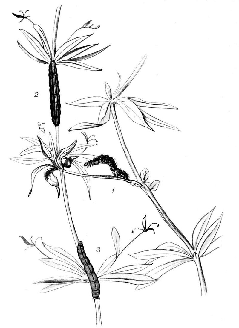 Moths of the British Isles Series2 Plate073