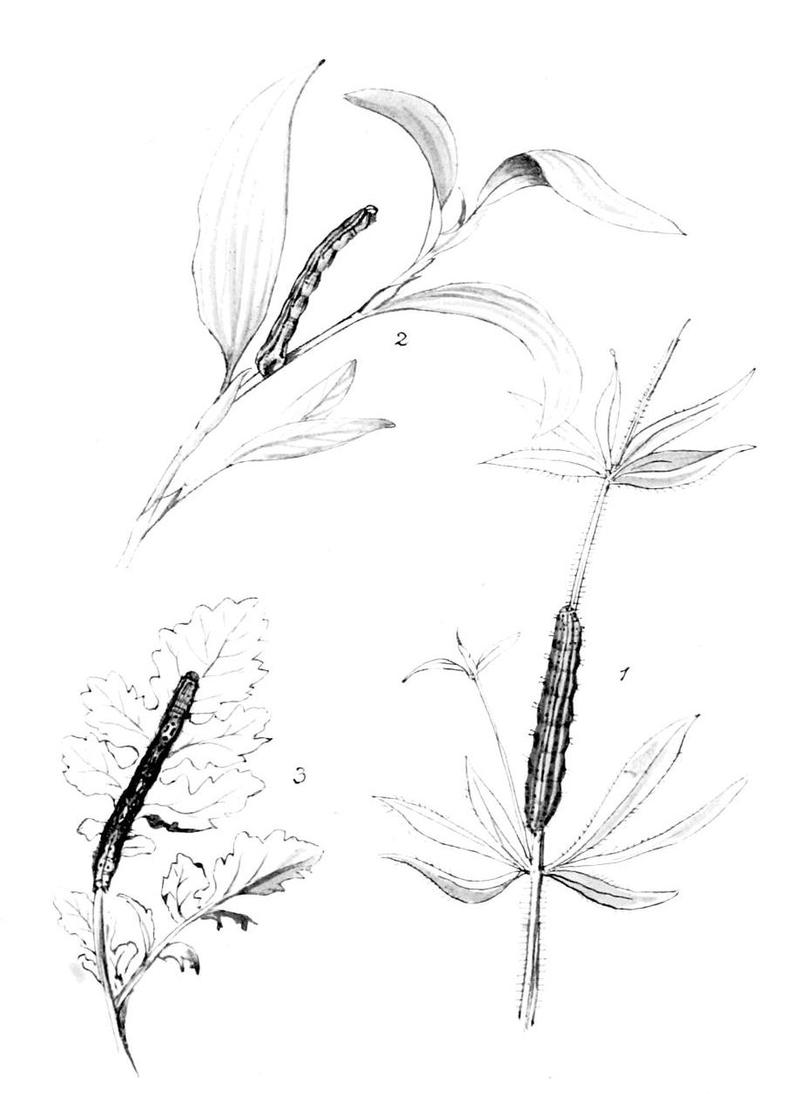 Moths of the British Isles Series2 Plate074