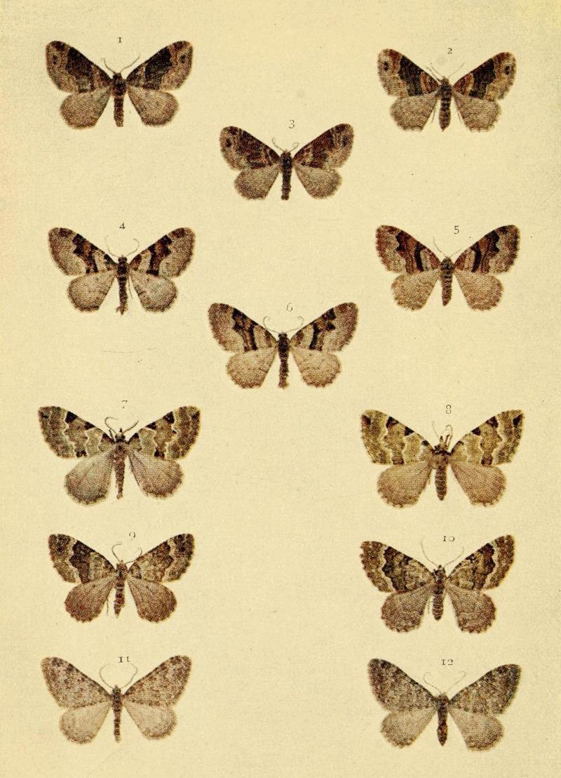 Moths of the British Isles Series2 Plate075