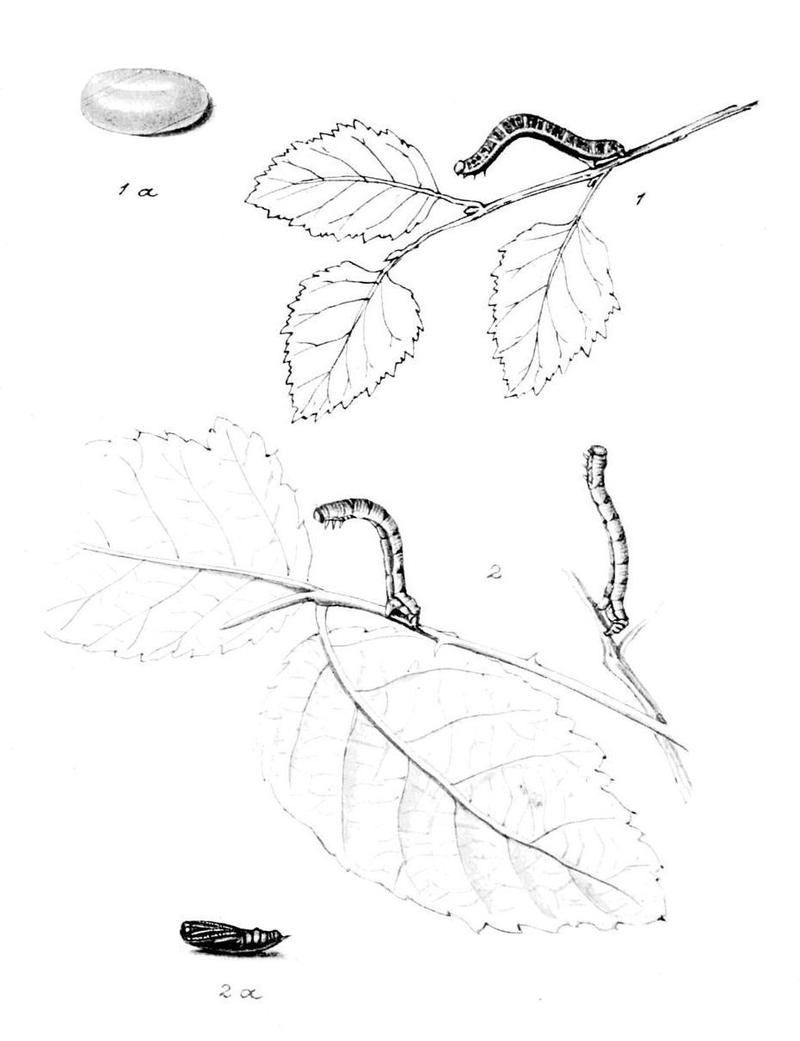 Moths of the British Isles Series2 Plate076