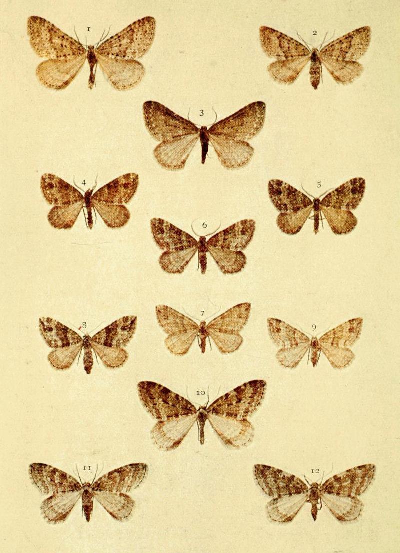 Moths of the British Isles Series2 Plate077