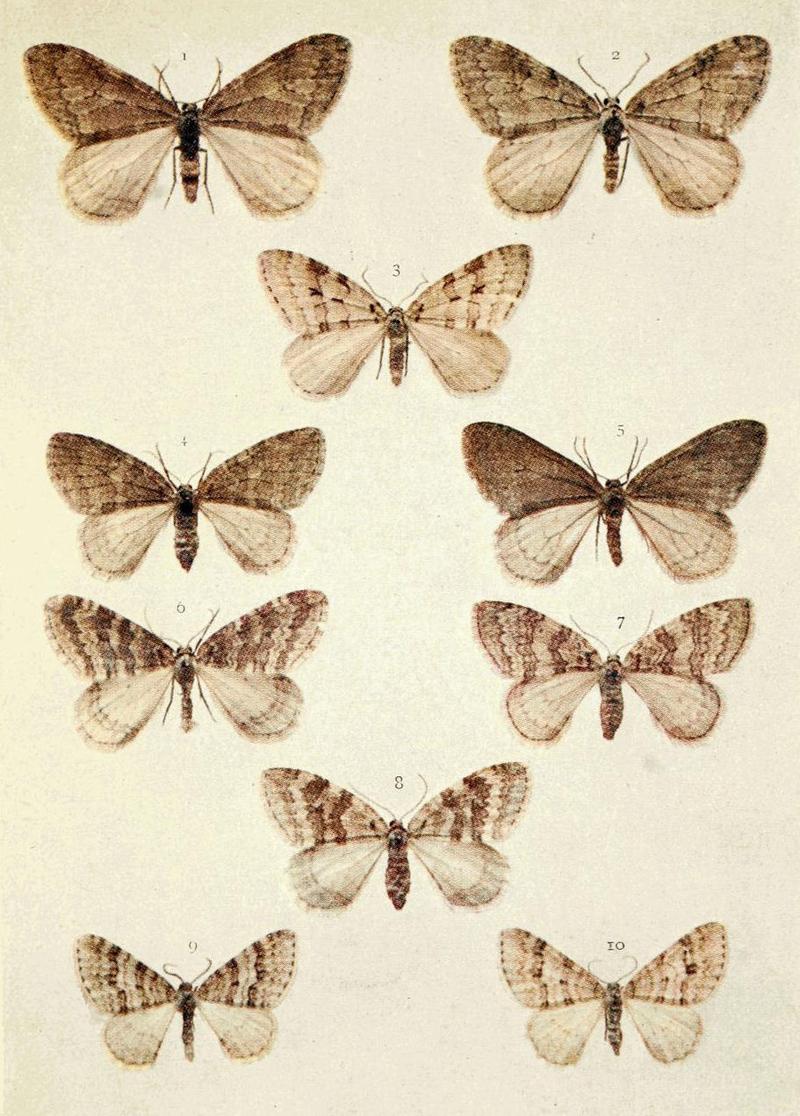 Moths of the British Isles Series2 Plate078