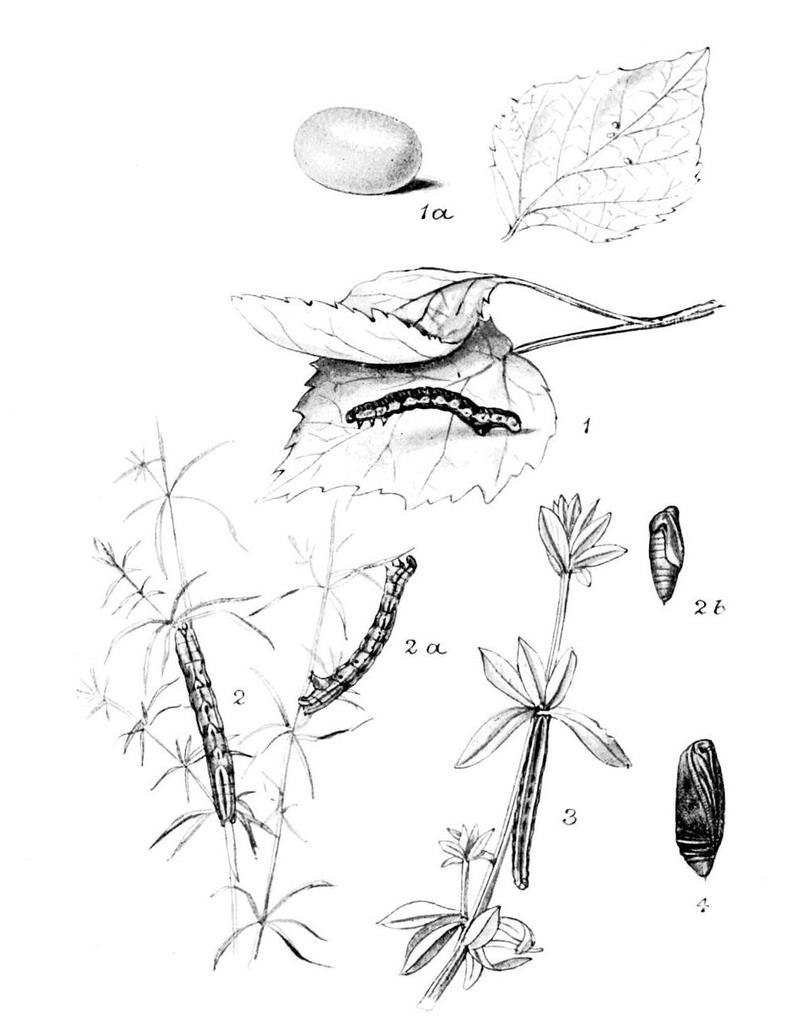 Moths of the British Isles Series2 Plate079