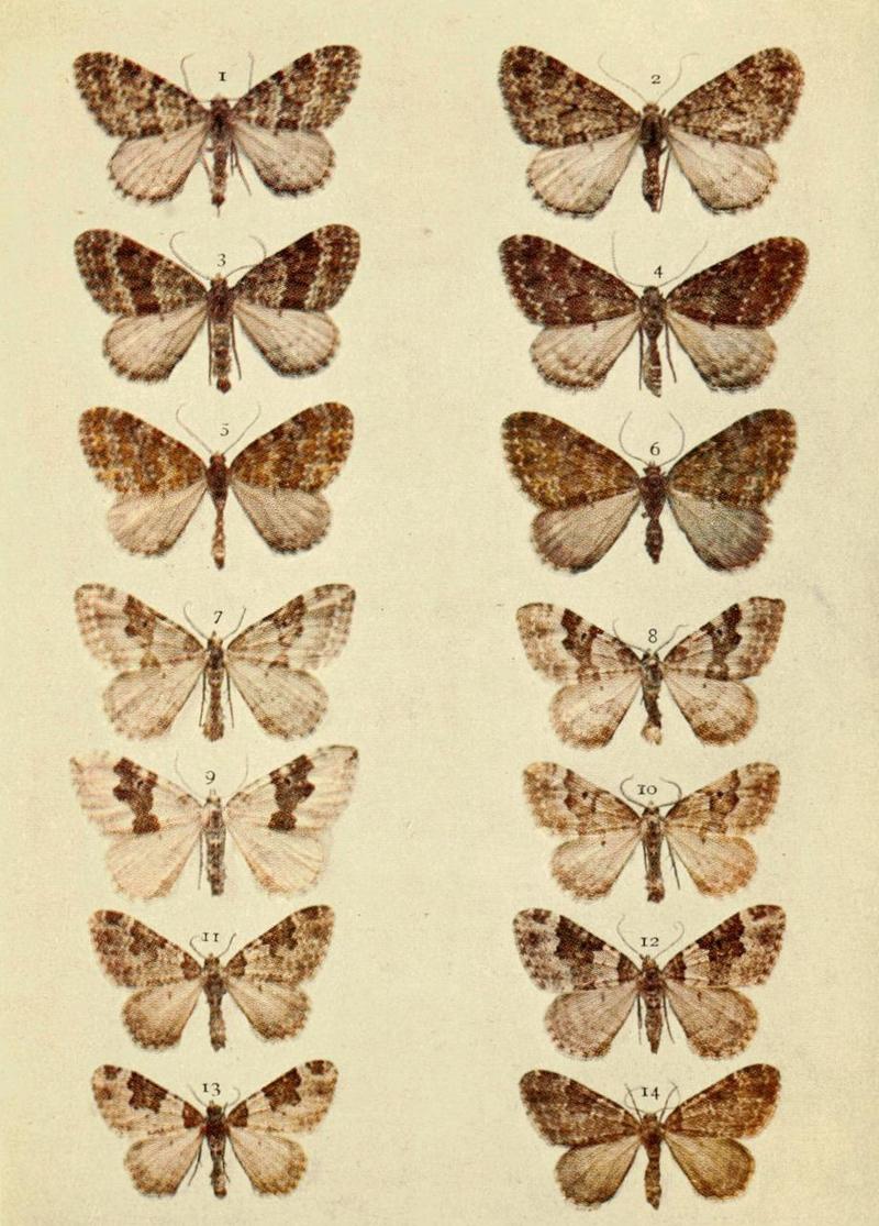 Moths of the British Isles Series2 Plate080