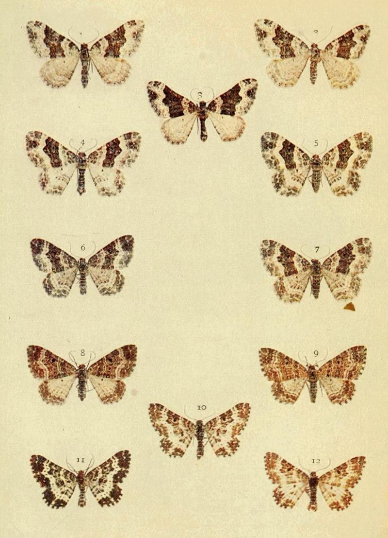 Moths of the British Isles Series2 Plate081