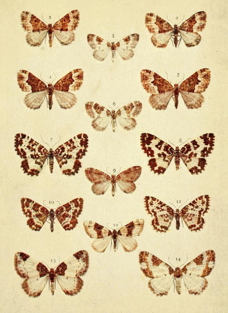 Moths of the British Isles Series2 Plate082
