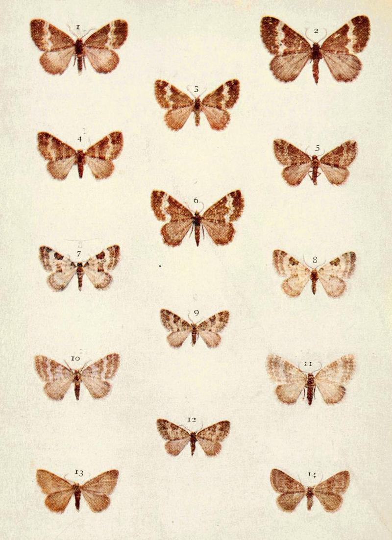 Moths of the British Isles Series2 Plate083