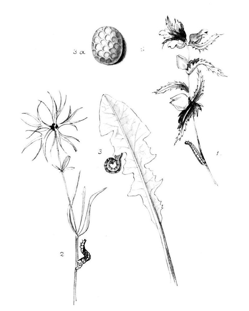 Moths of the British Isles Series2 Plate084