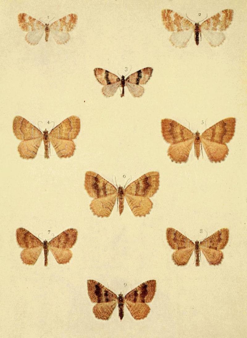 Moths of the British Isles Series2 Plate085