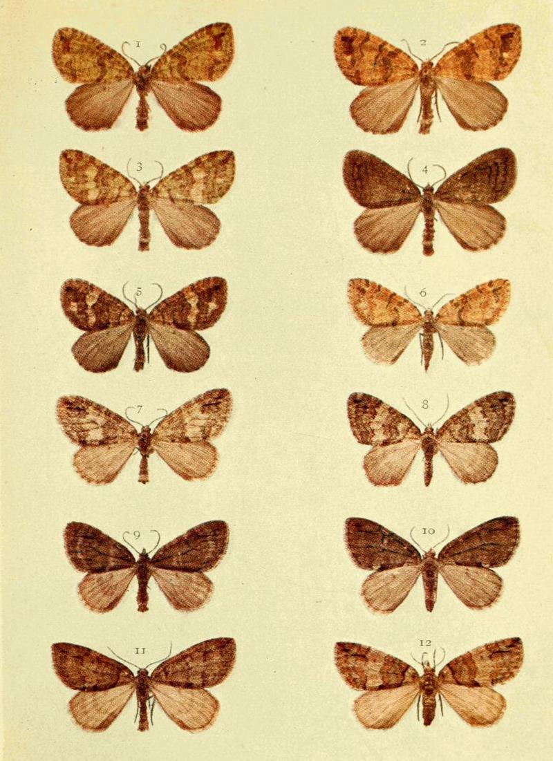 Moths of the British Isles Series2 Plate086