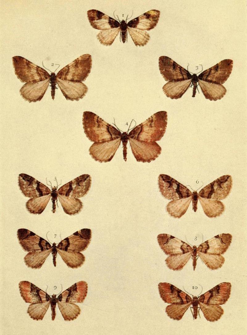 Moths of the British Isles Series2 Plate088