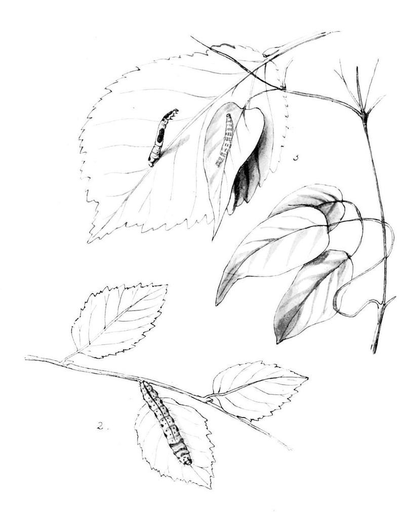 Moths of the British Isles Series2 Plate090