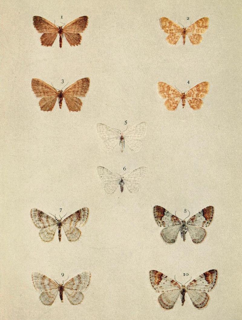 Moths of the British Isles Series2 Plate091