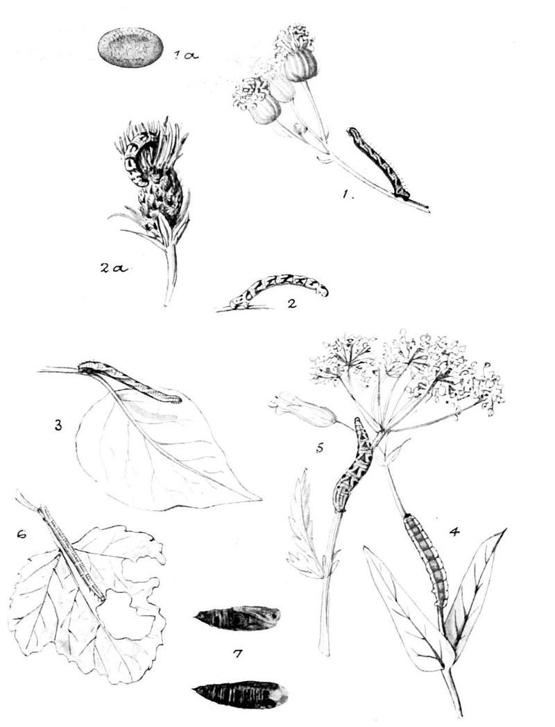 Moths of the British Isles Series2 Plate092