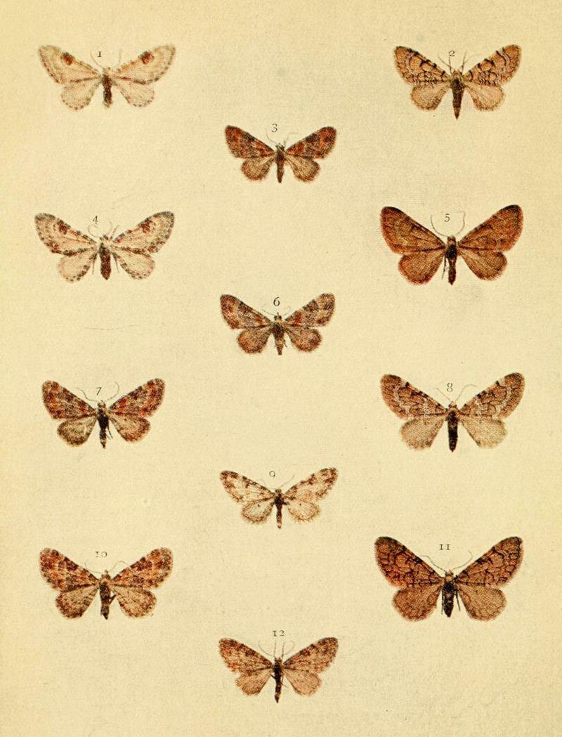 Moths of the British Isles Series2 Plate093