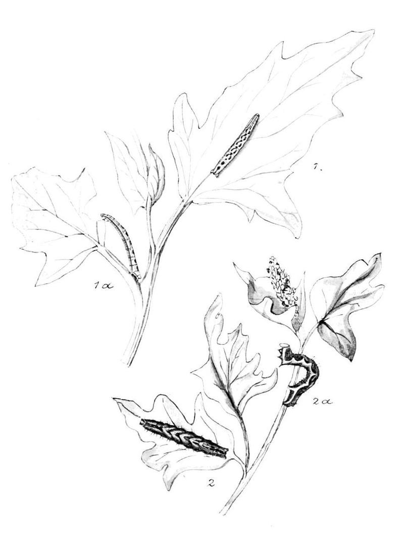 Moths of the British Isles Series2 Plate094