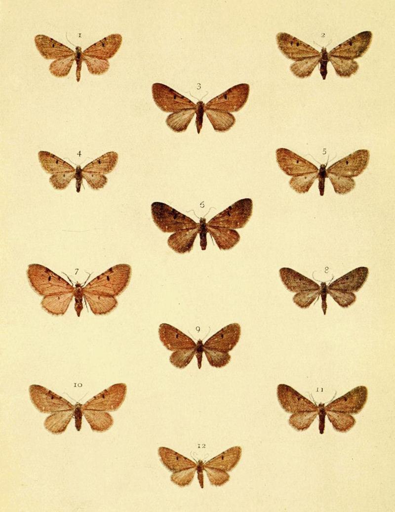 Moths of the British Isles Series2 Plate095