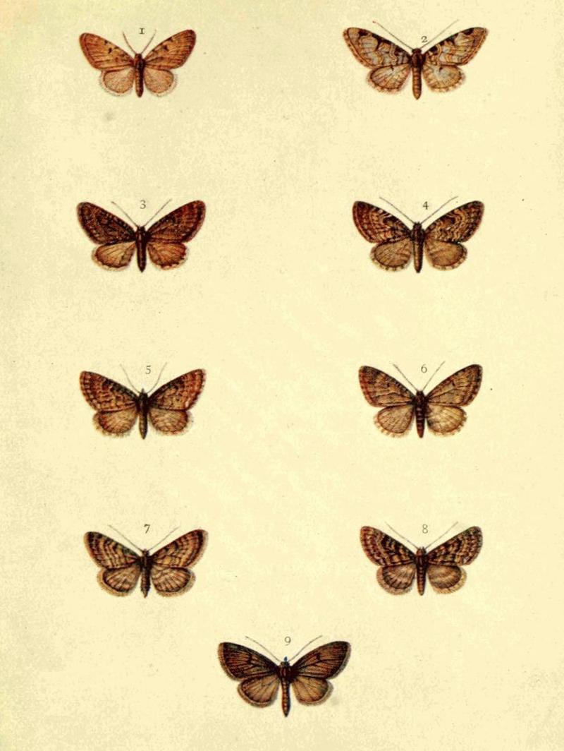 Moths of the British Isles Series2 Plate096