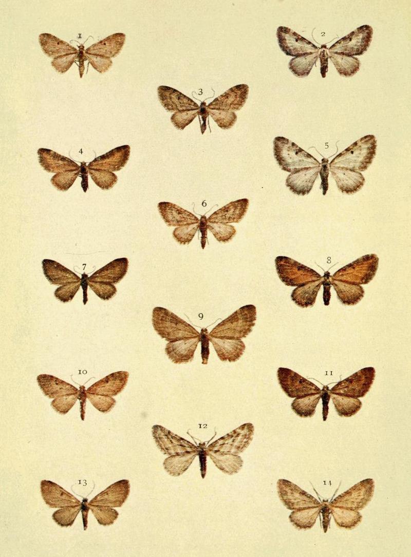 Moths of the British Isles Series2 Plate097