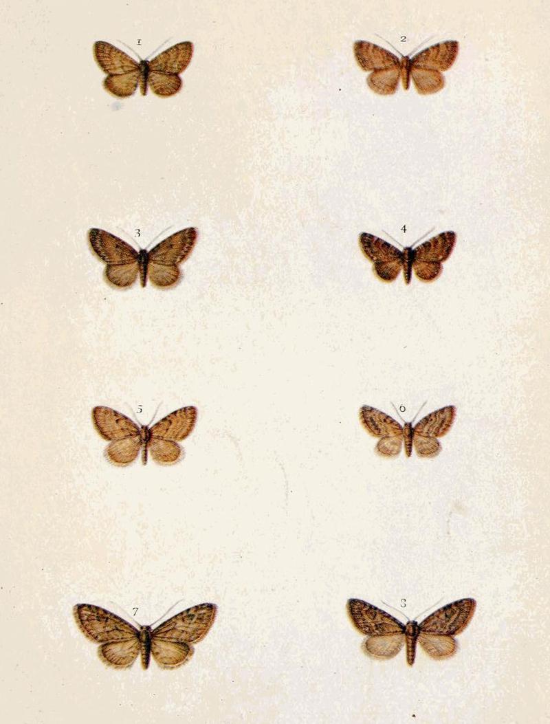 Moths of the British Isles Series2 Plate098