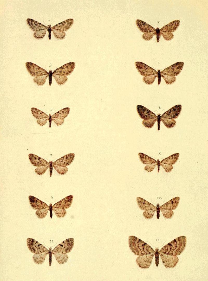 Moths of the British Isles Series2 Plate099