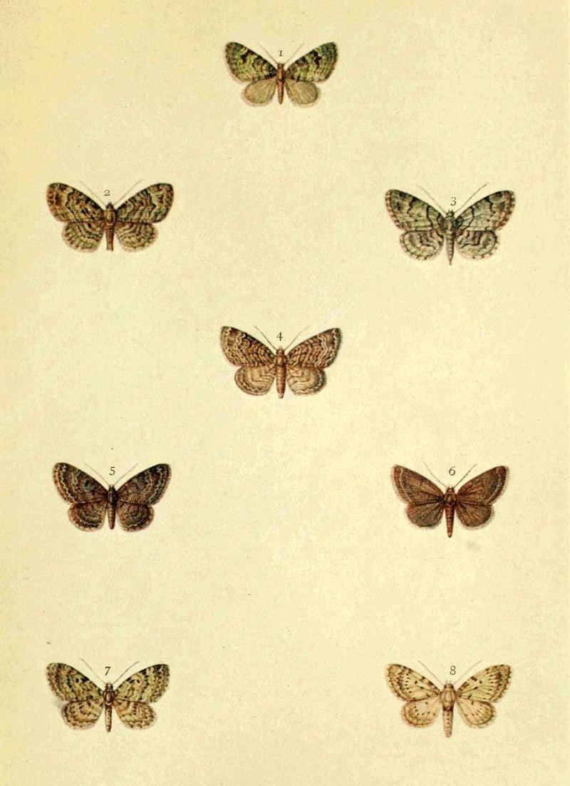 Moths of the British Isles Series2 Plate100