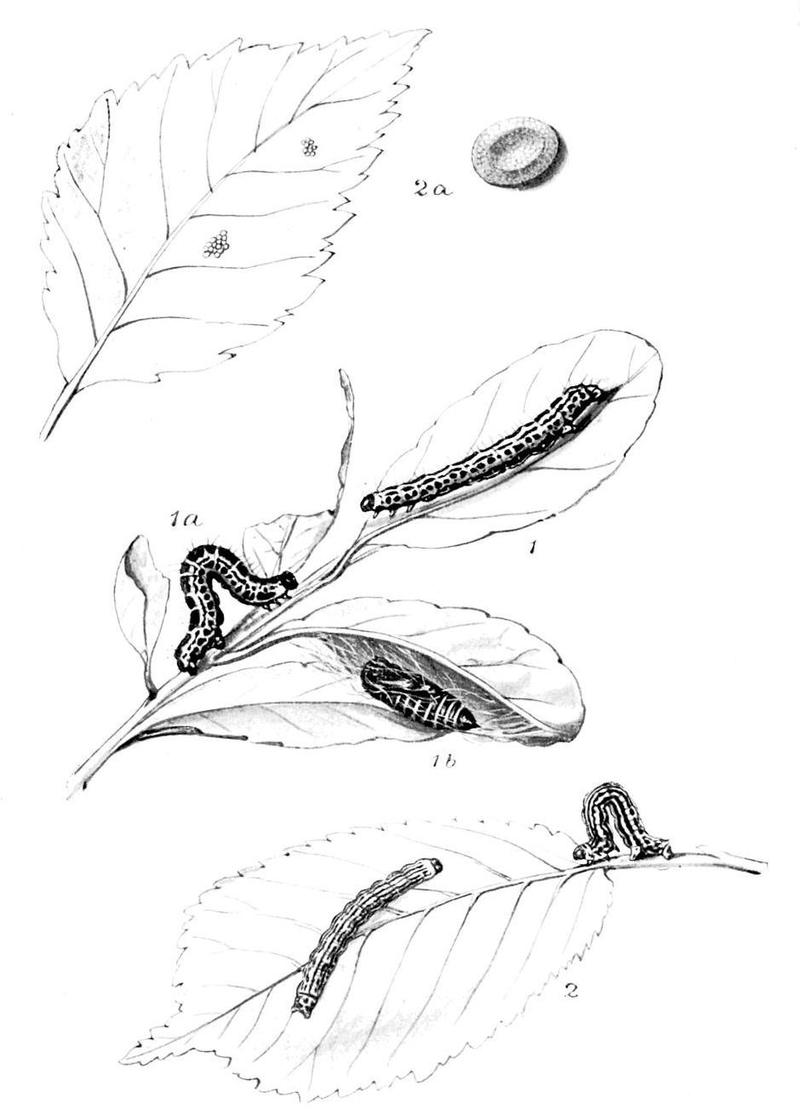 Moths of the British Isles Series2 Plate101