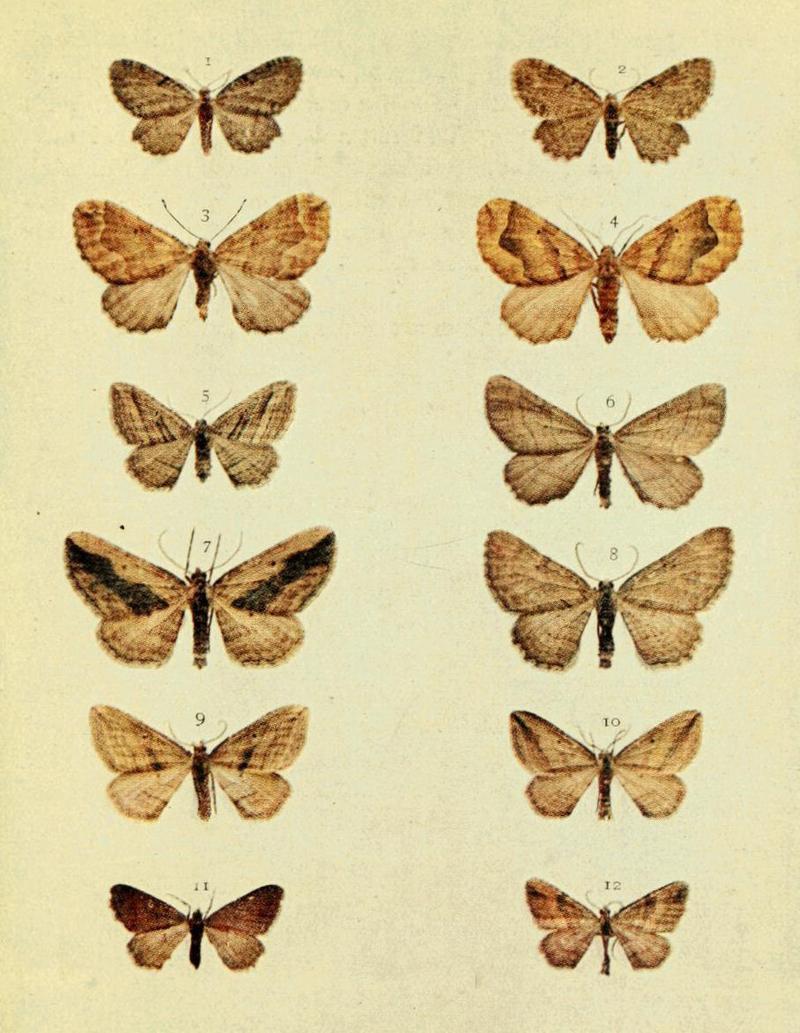 Moths of the British Isles Series2 Plate102