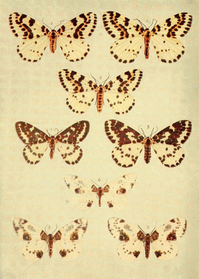 Moths of the British Isles Series2 Plate103