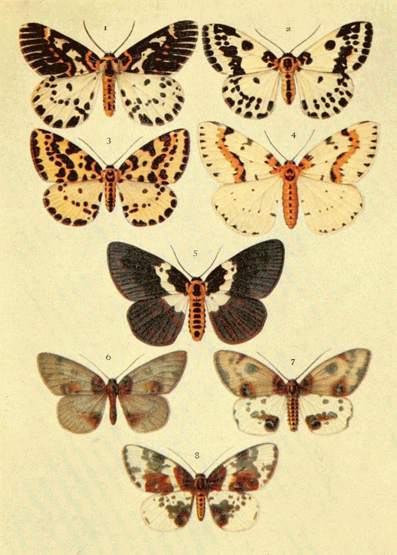 Moths of the British Isles Series2 Plate104