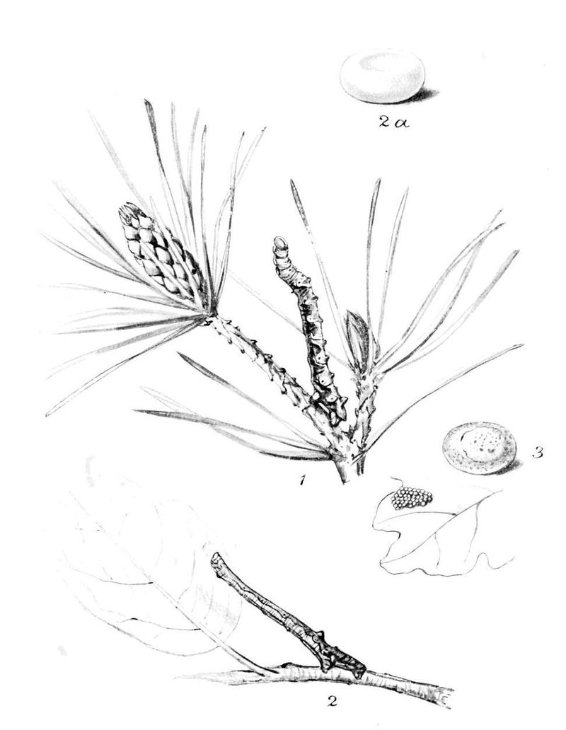 Moths of the British Isles Series2 Plate106