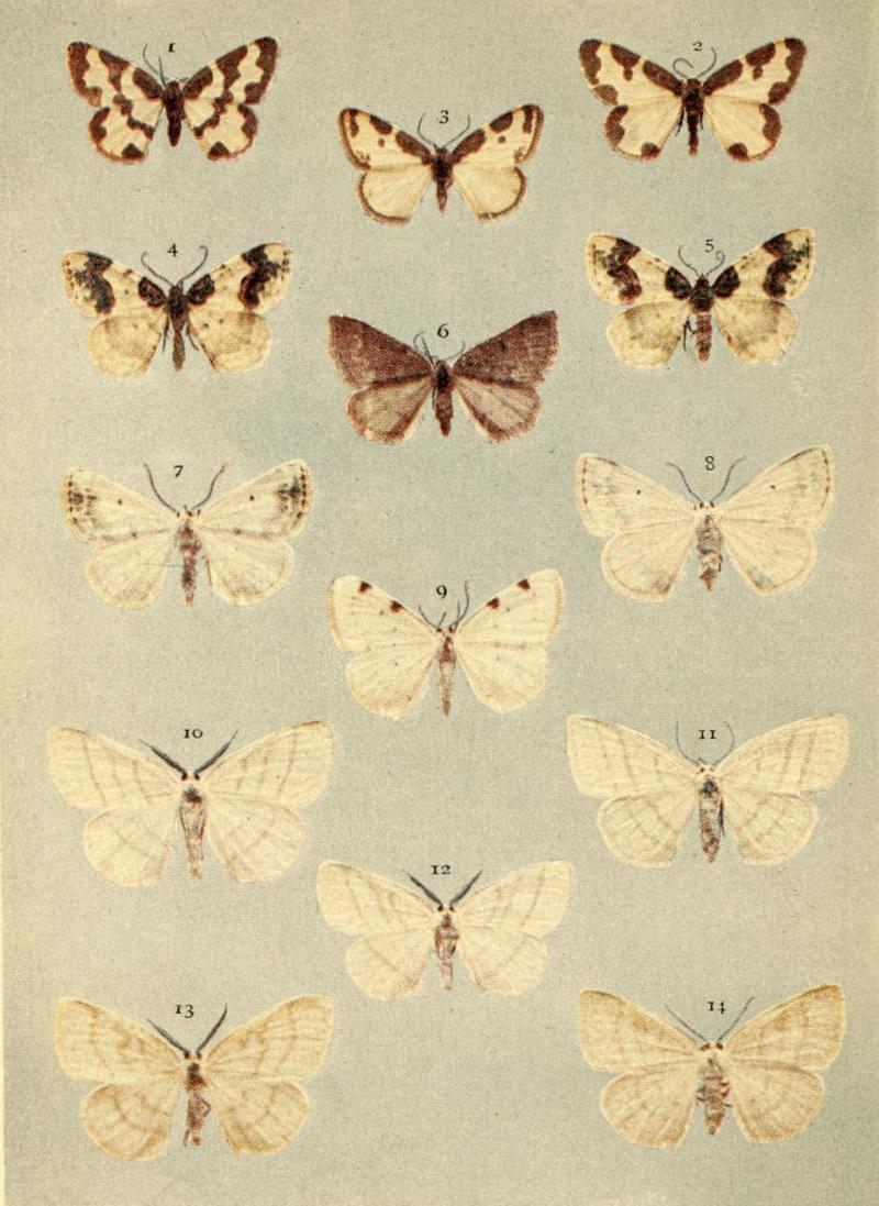 Moths of the British Isles Series2 Plate107