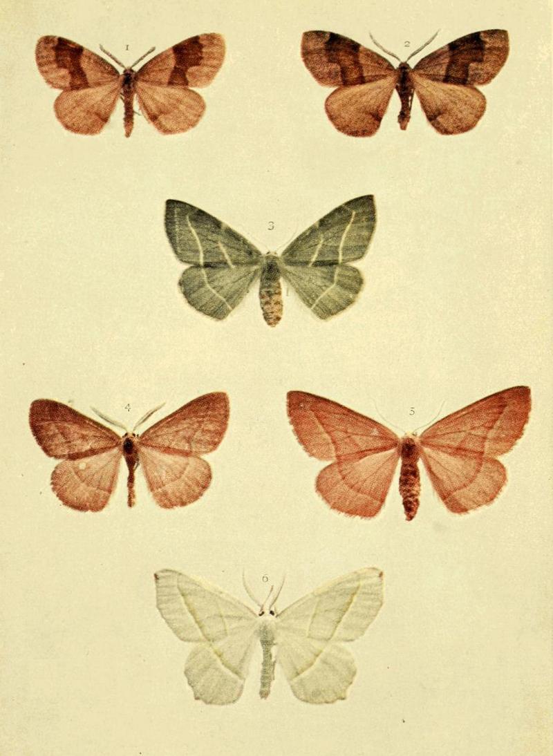 Moths of the British Isles Series2 Plate108