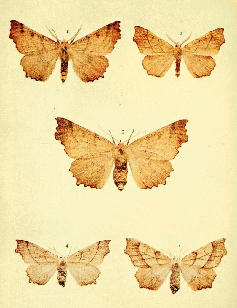 Moths of the British Isles Series2 Plate109