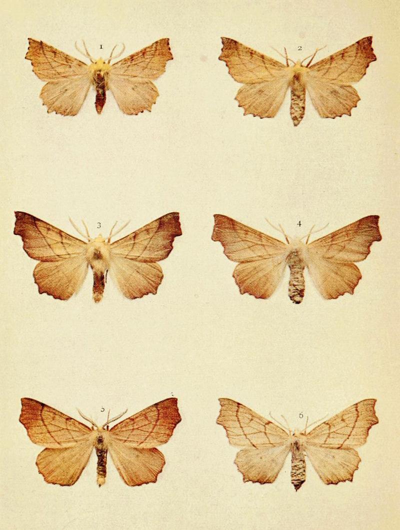 Moths of the British Isles Series2 Plate111