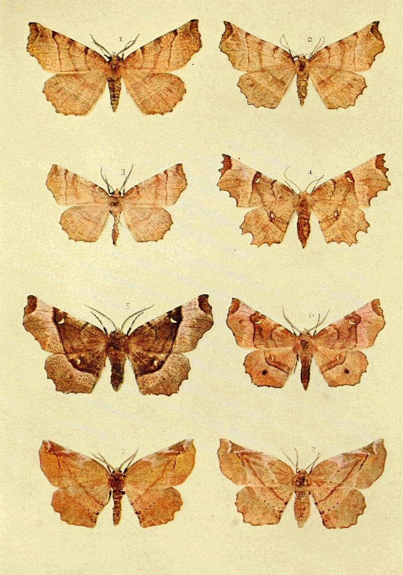 Moths of the British Isles Series2 Plate112