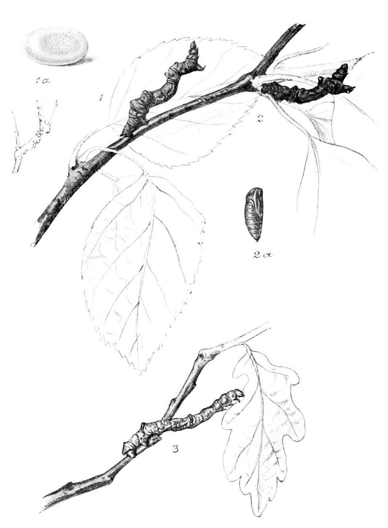 Moths of the British Isles Series2 Plate113