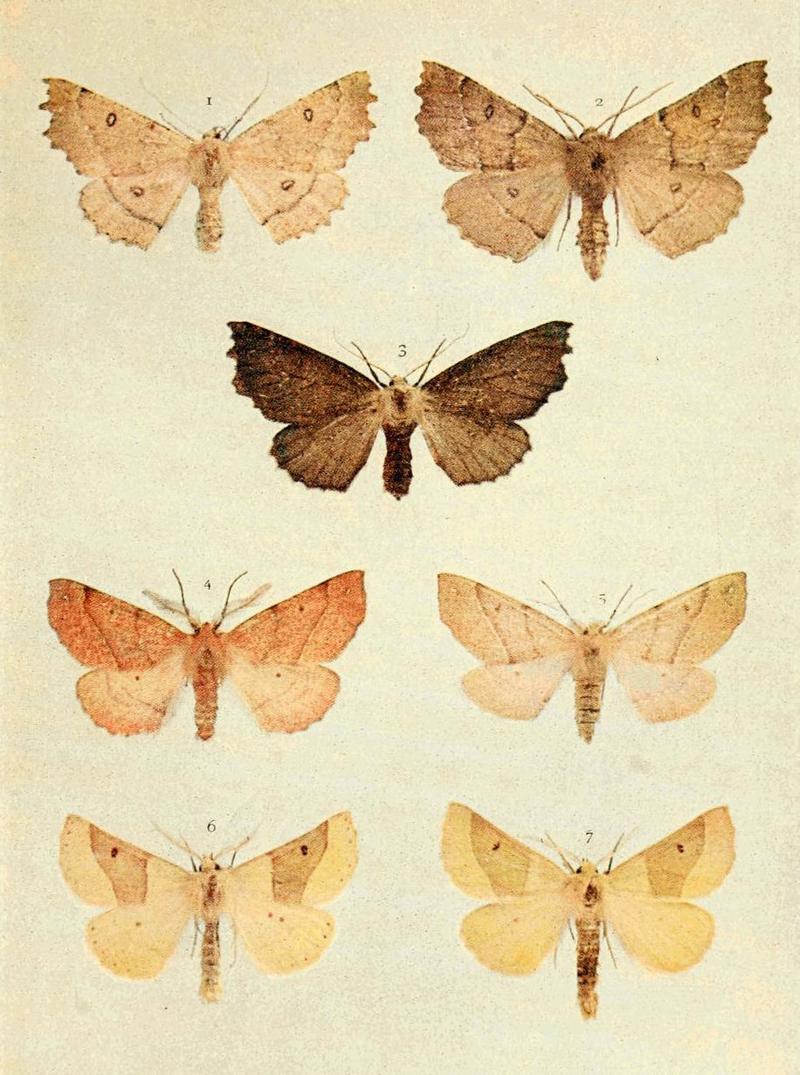 Moths of the British Isles Series2 Plate114