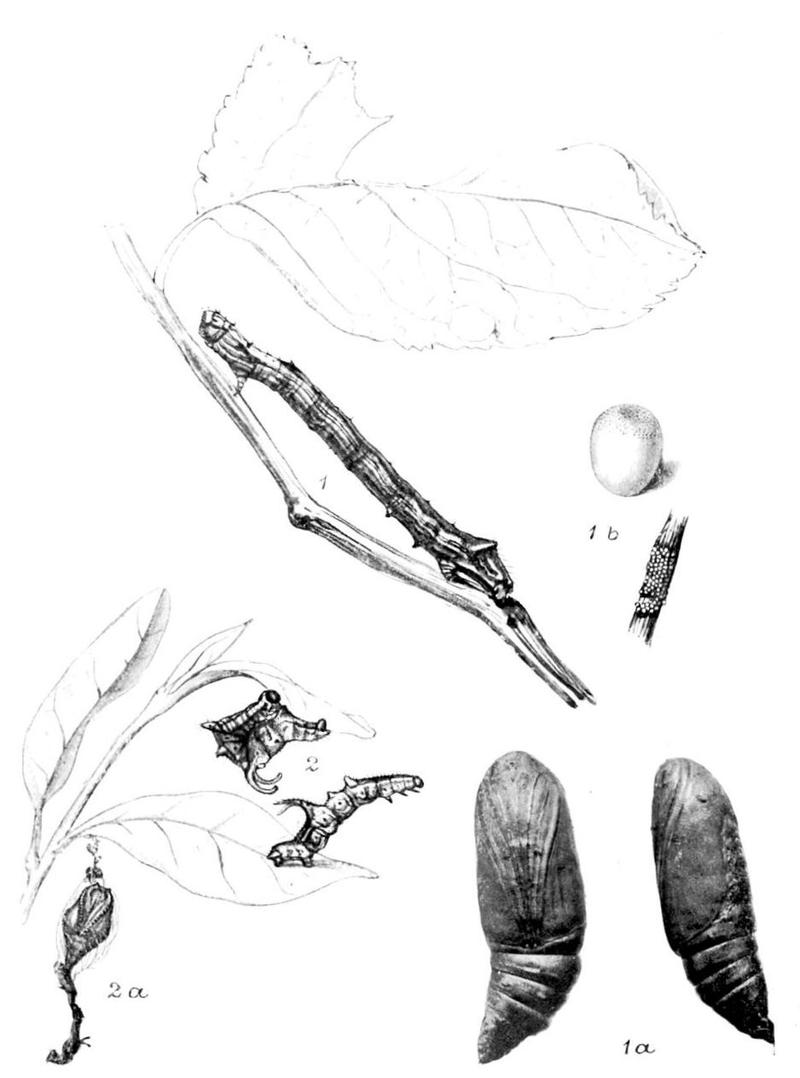 Moths of the British Isles Series2 Plate115