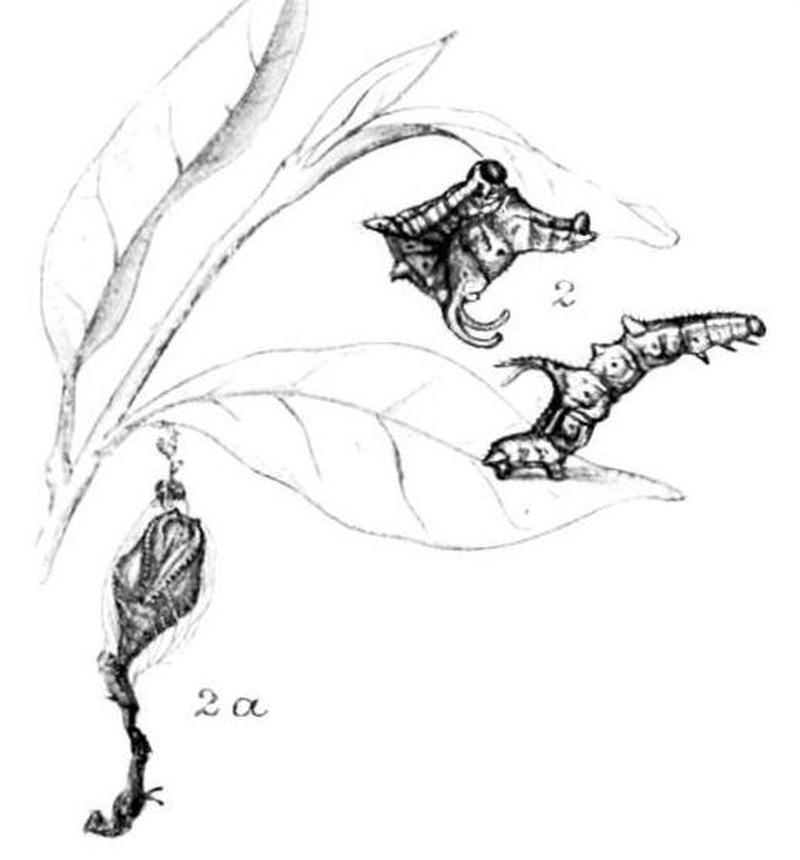 Moths of the British Isles Series2 Plate115 (cropped)
